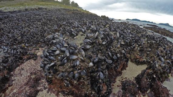 mejillón intermareal