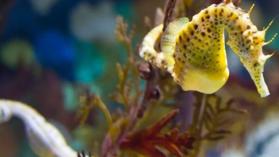 Evento cabaliños de mar