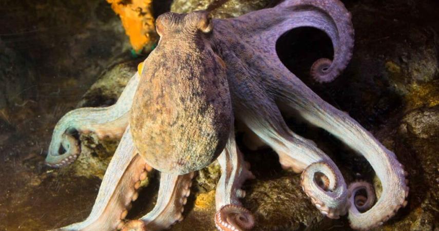 Polbo común (Octopus vulgaris)