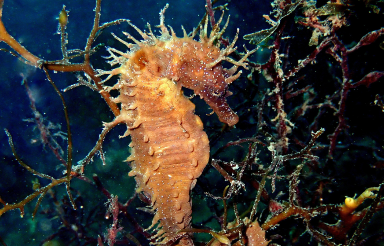 Hippcampus guttulatus agarrado ao fondo.