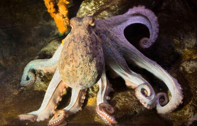 Polbo común (Octopus vulgaris)