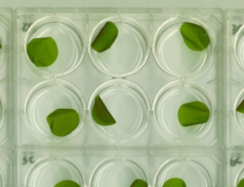 Cortes de Ulva spp. en placas de 6 pozos.