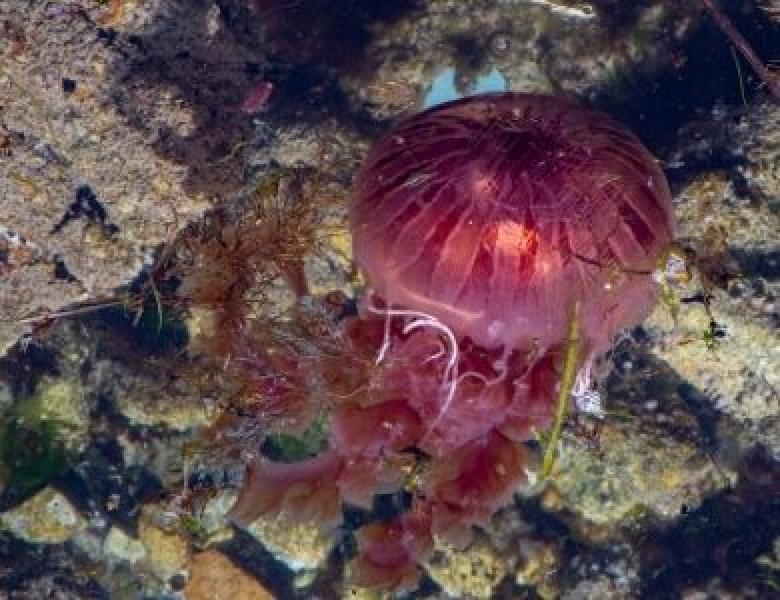 Augamar en Ría de Vigo