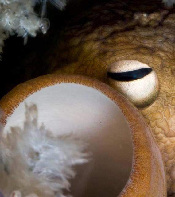 Femia de polbo asomando entre unha posta de ovos